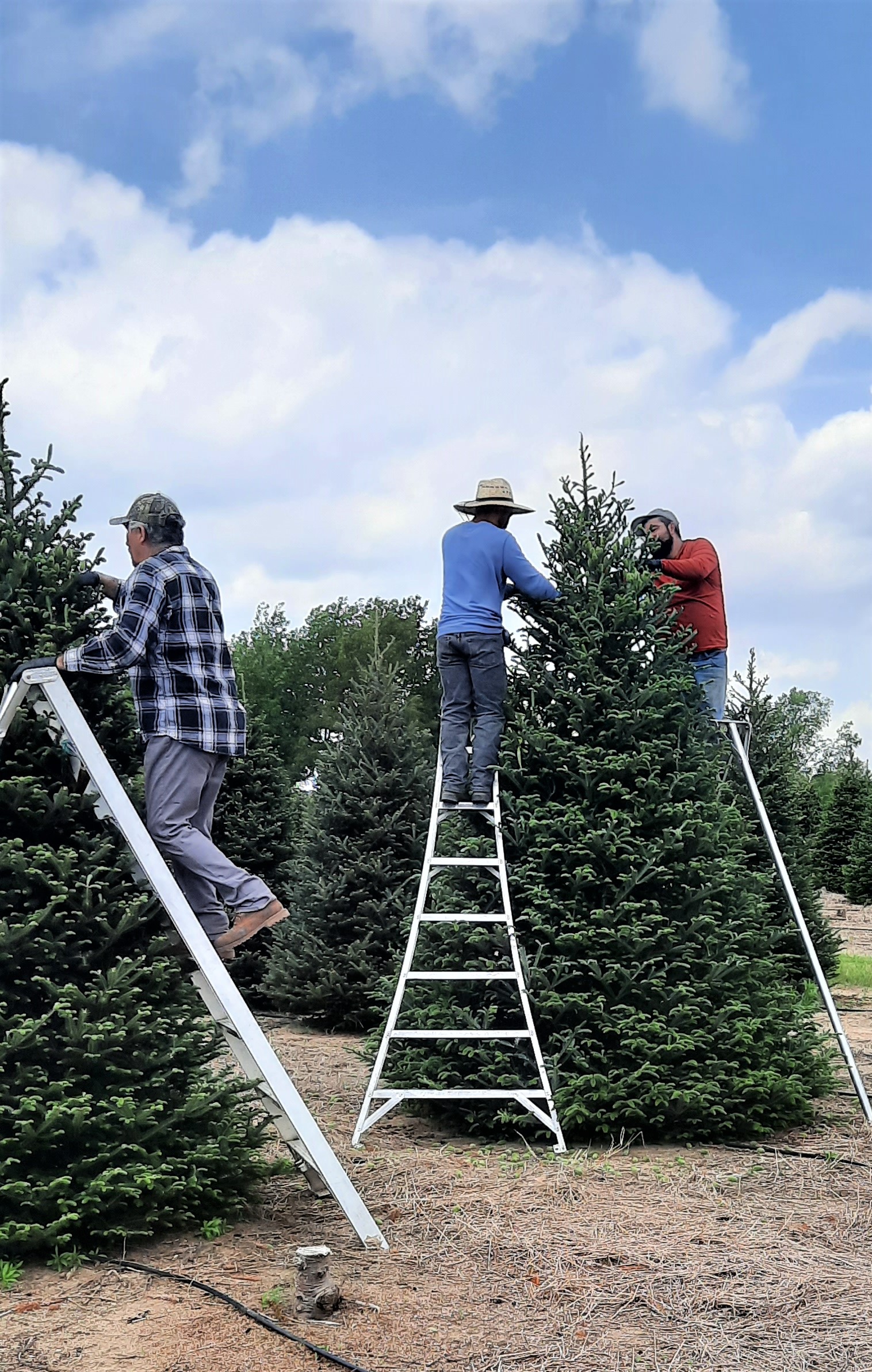 Workers removing cones from trees.